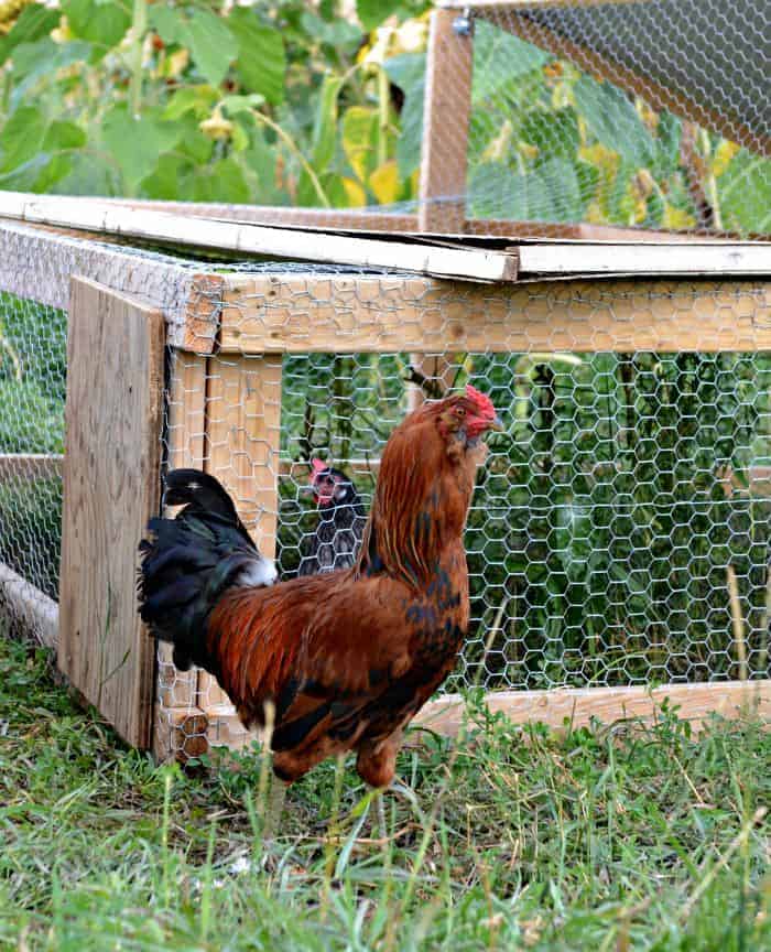 farm rooster