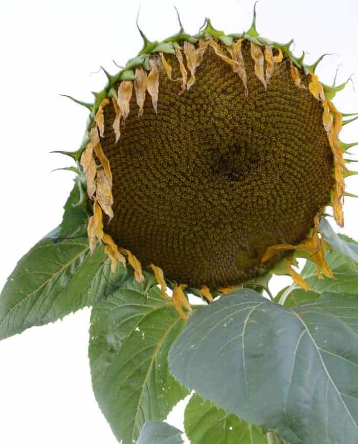 farm sunflower