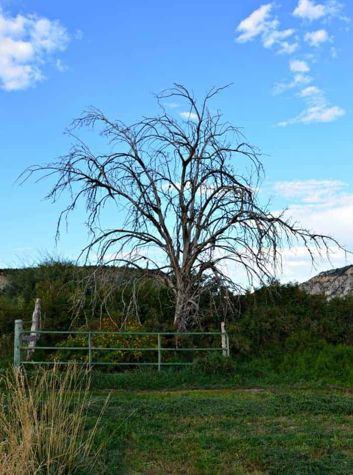 farm tree