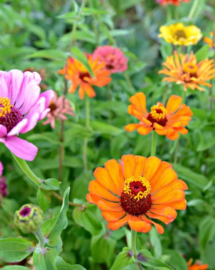 farm zinnia