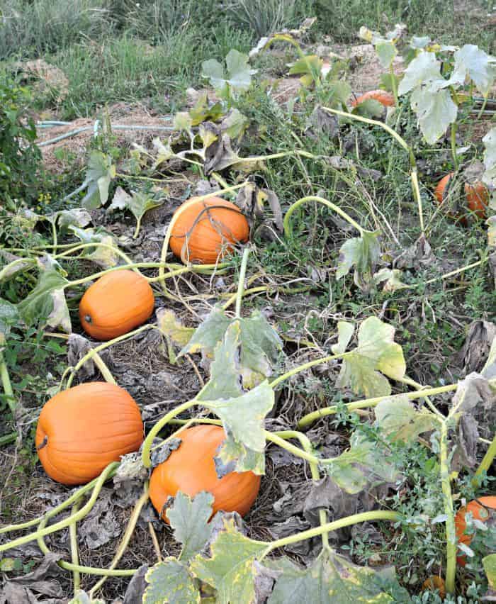 farm5 pumpkins