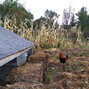 Prepping the Chickens for Winter + a video