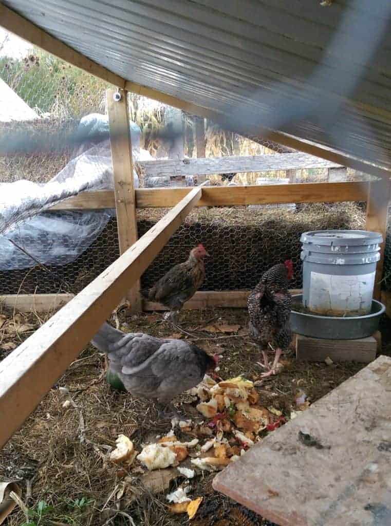 winter chickens