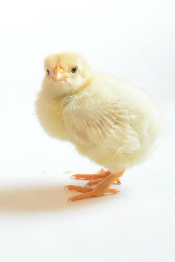 A close up of a yellow chick.