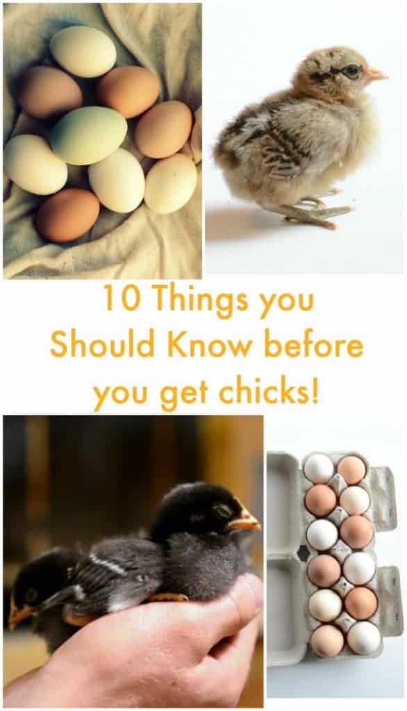 10 Things I Wish I Would have Known Before Getting Chicks