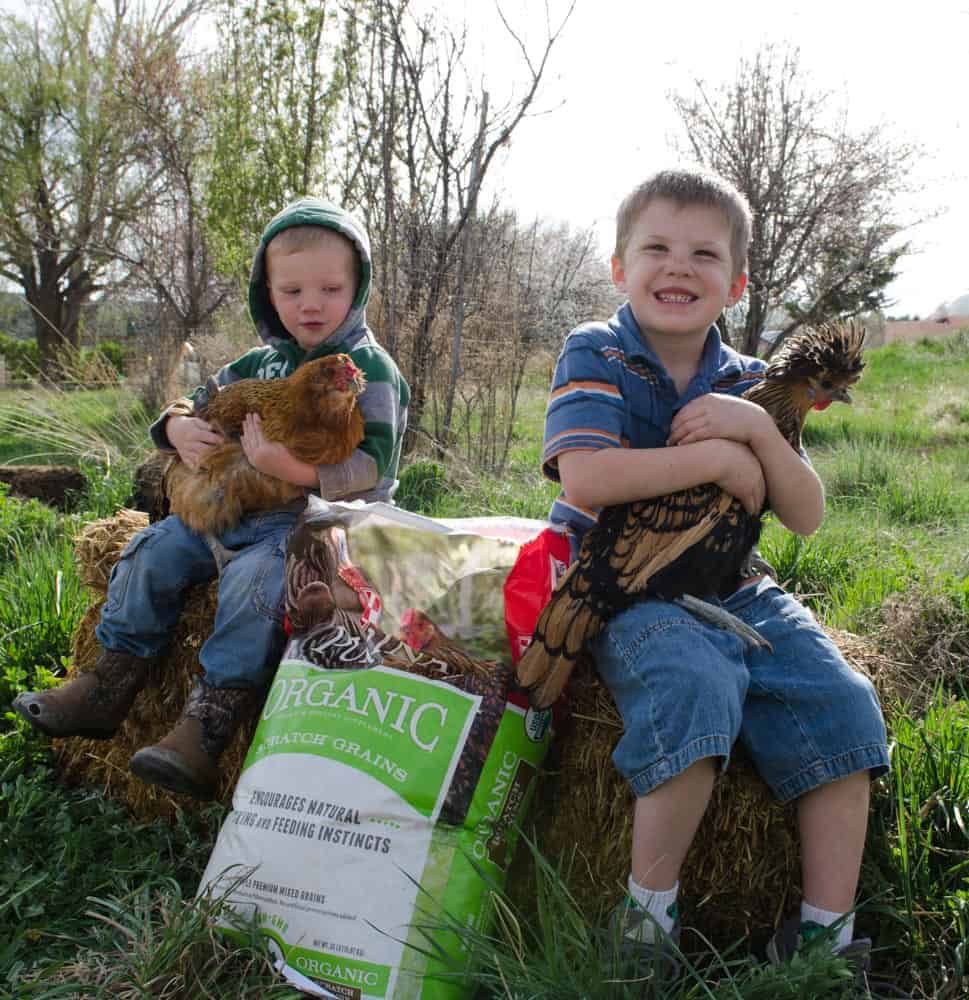 Egg Carton Labels Explained (Free-range, cage-free, organic? What's the difference?)