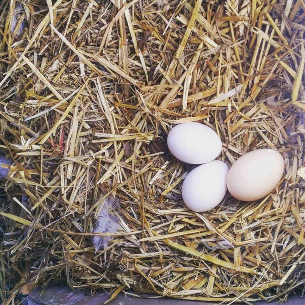 Egg Carton Labels Explained (Free-range, cage-free, organic? What's the difference?) Three fresh laid eggs in a bed of straw.