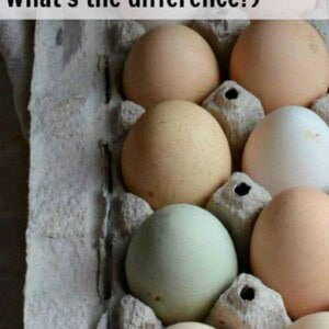 Ever wonder what all the different terms on the egg carton labels mean? Egg Carton Labels Explained will explain the terms, and help you know what store-bought eggs are the best to buy!