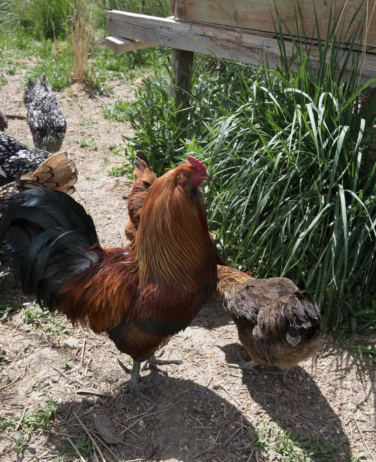 several different colored chickens pecking dirt.