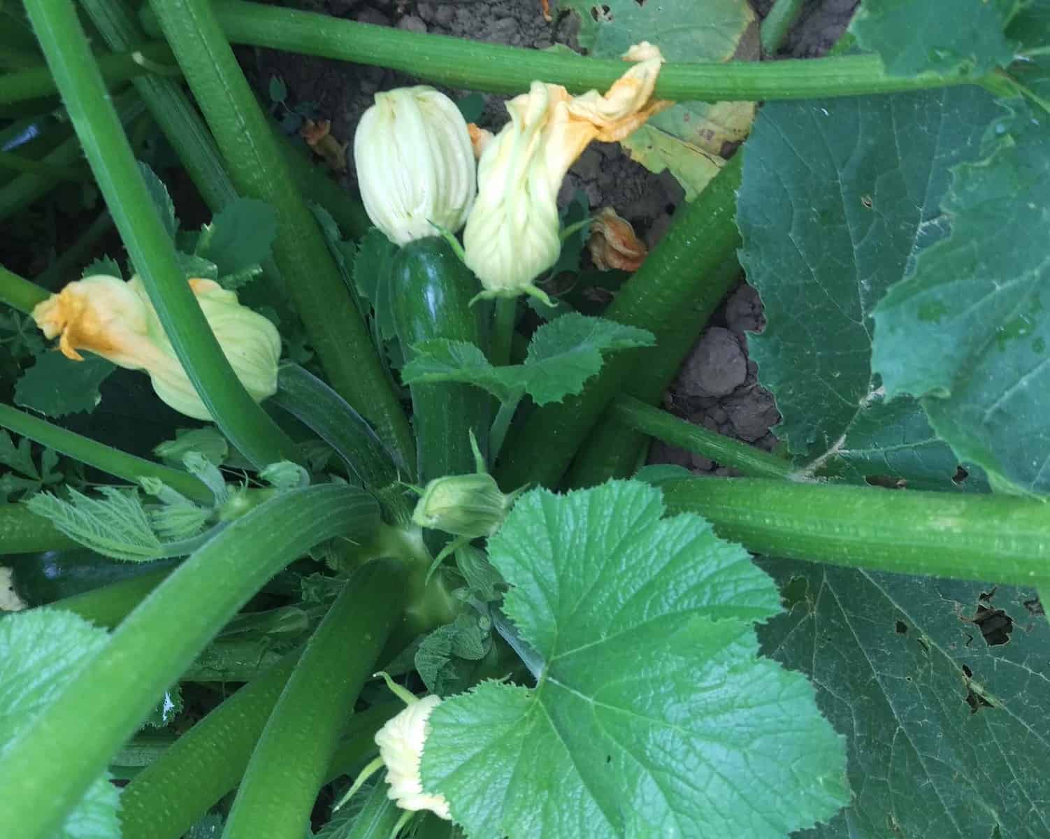 Image of plant growing with diatomaceous earth