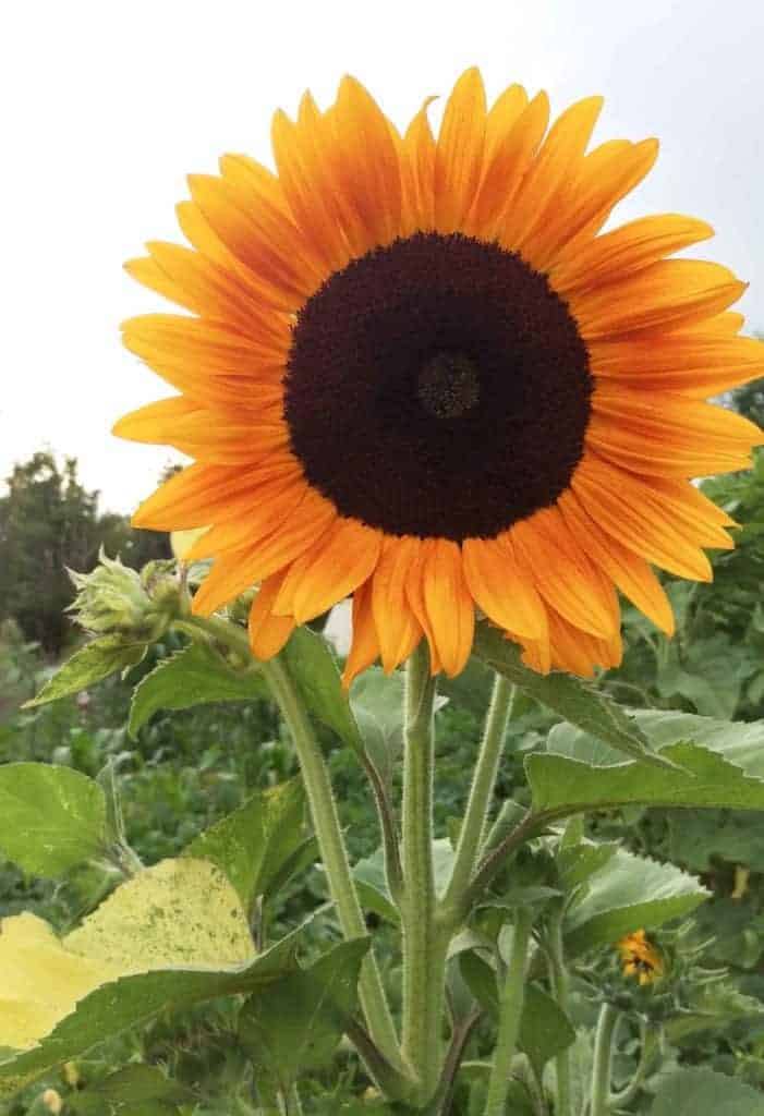 Sunflower Image