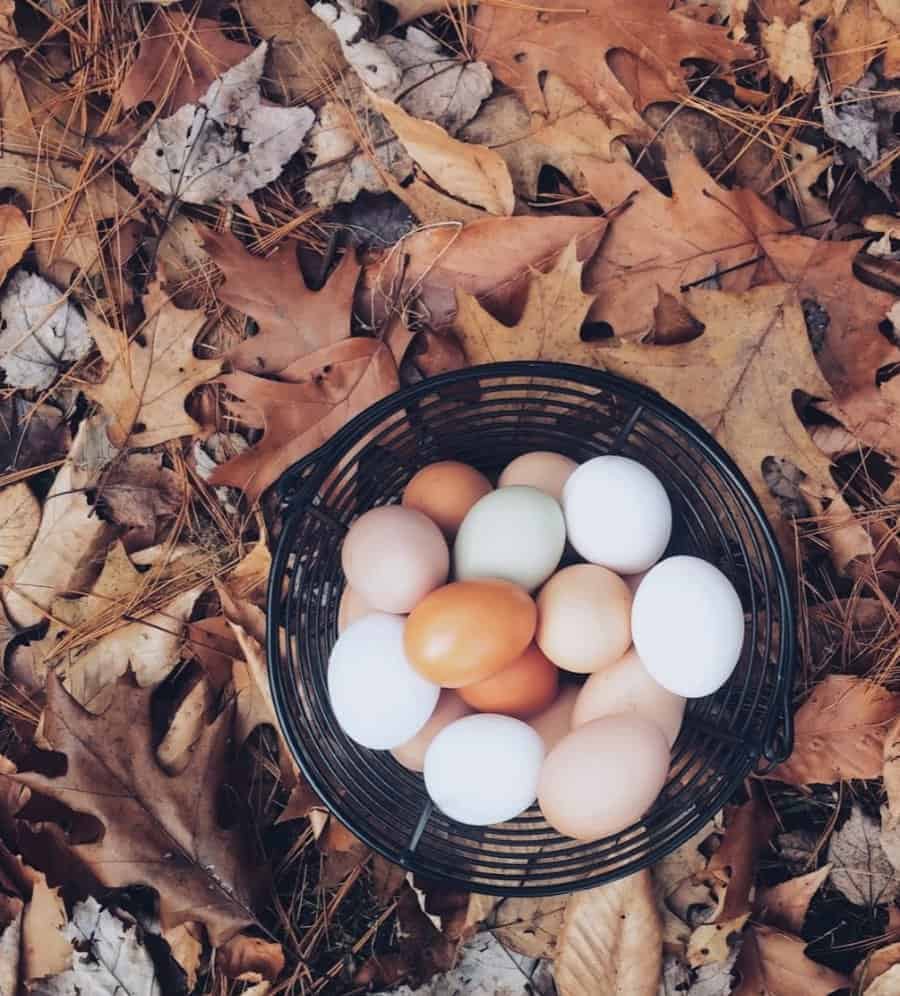Top view of multiple colors of eggs in a metal basket on the ground covered in leaves.