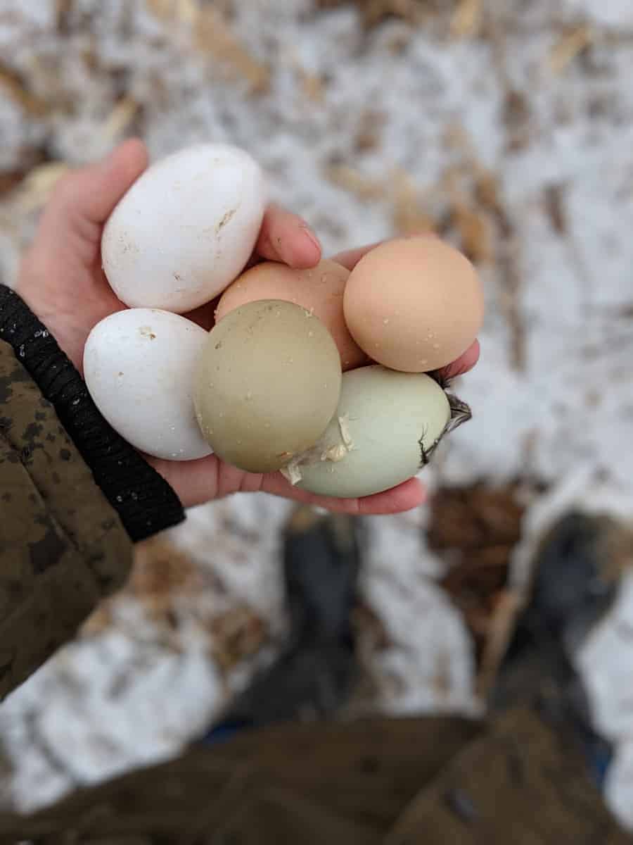 A hand holding six eggs that are white, tan or green.