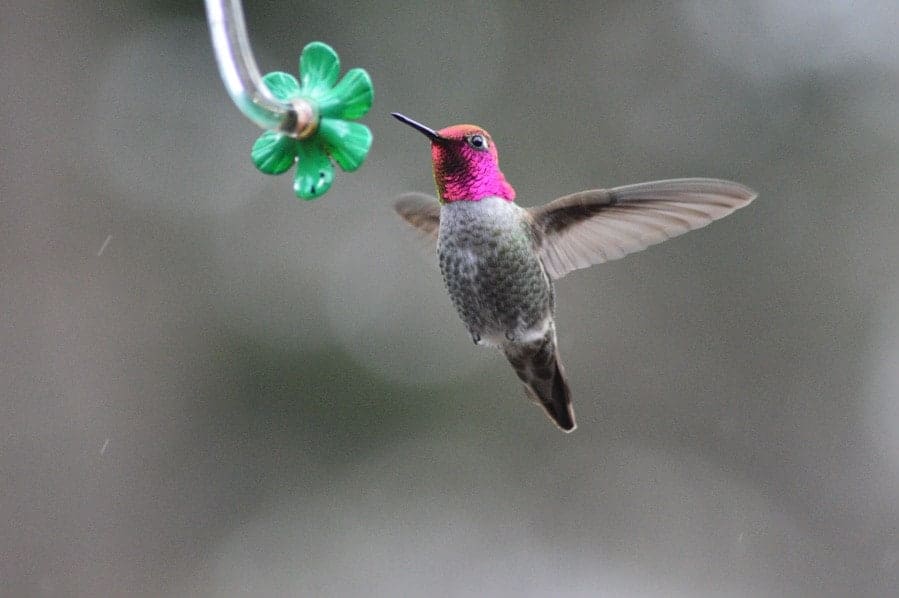 Get to know the most common hummingbirds in North America to better spot which species make a pitstop in your yard! #hummingbirds #hummingbirdfacts #hummingbirdspecies #birdwatching 