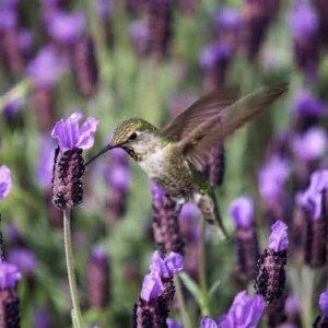 humming bird getting nectar out of a flower in a purple field