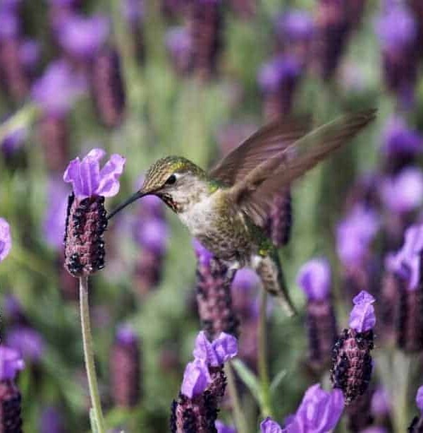 humming bird getting nectar out of a flower in a purple field