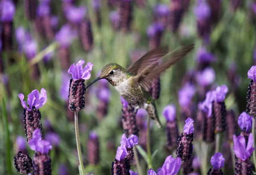 Get to know the most common hummingbirds in North America to better spot which species make a pitstop in your yard! #hummingbirds #hummingbirdfacts #hummingbirdspecies #birdwatching 