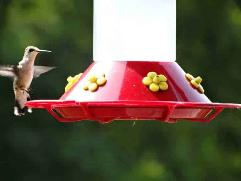The Best Ways to Set Up a Hummingbird Feeder — Bless this Mess