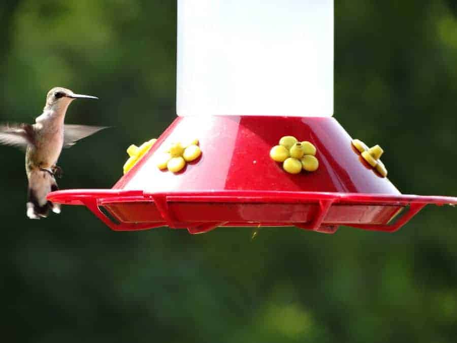 Attract beautiful hummingbirds to your backyard or garden with this simple homemade hummingbird food recipe!