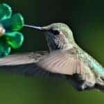 humming bird in motion feeding.