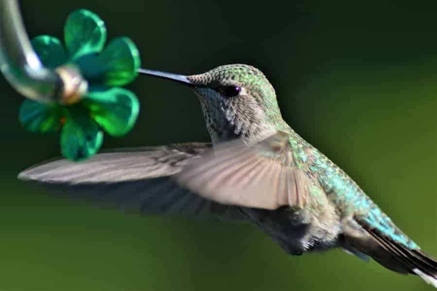 Homemade Hummingbird Food Recipe