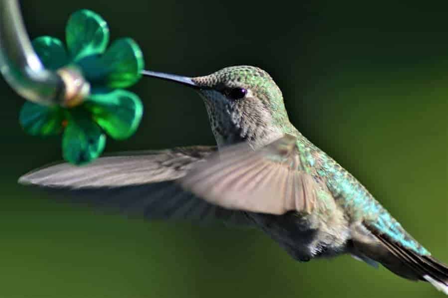 Attract beautiful hummingbirds to your backyard or garden with this simple homemade hummingbird food recipe!