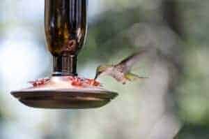 The Best Ways to Set Up a Hummingbird Feeder