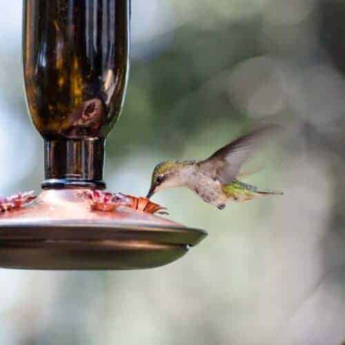 The Best Homemade Hummingbird Food Recipe Bless This Mess,Red Slider Turtle