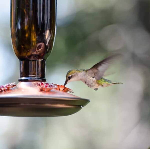 humming bird getting nectar out of a feeder.