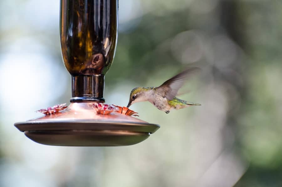 Attract beautiful hummingbirds to your backyard or garden with this simple homemade hummingbird food recipe!