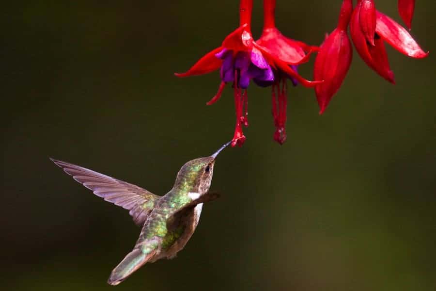 Get to know the most common hummingbirds in North America to better spot which species make a pitstop in your yard! #hummingbirds #hummingbirdfacts #hummingbirdspecies #birdwatching 