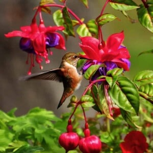 humming bird getting nectar out of a flower.