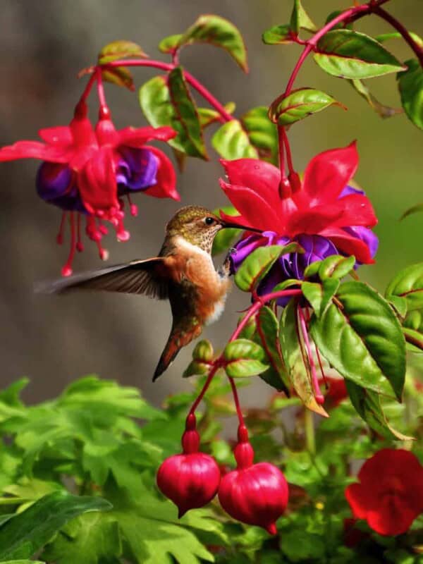 humming bird getting nectar out of a flower.