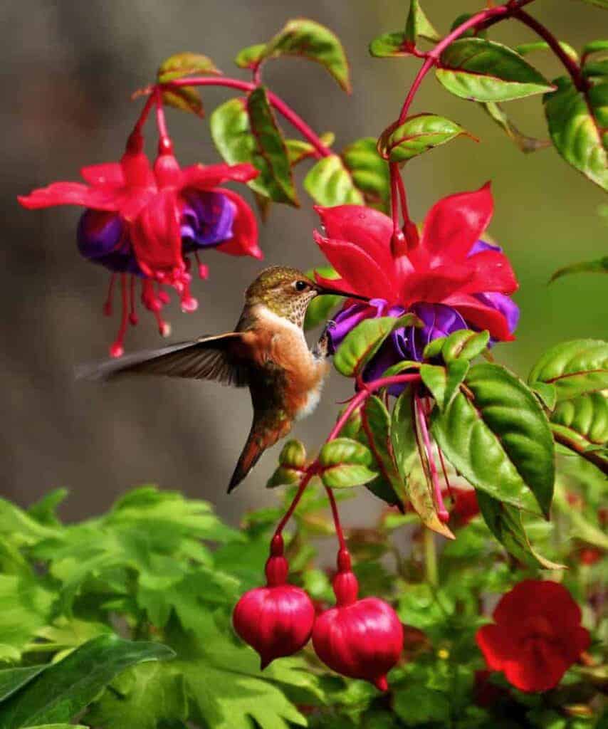 humming bird getting nectar out of a flower.