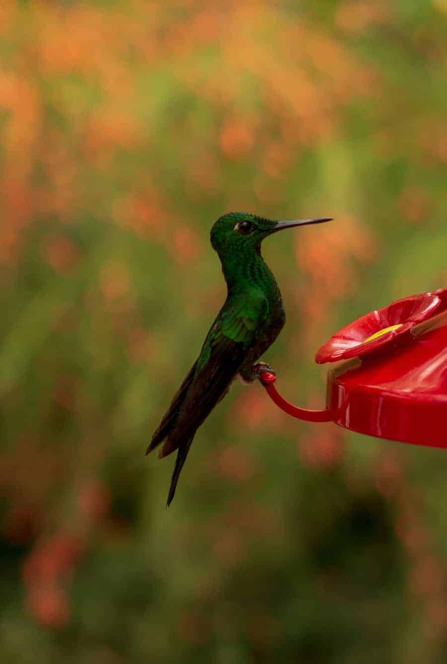 humming bird perched feeding