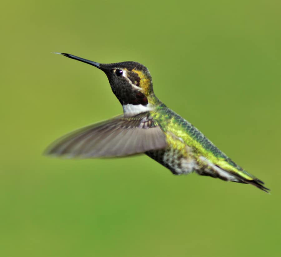 Get to know a few of my favorite tips and tricks for how to attract hummingbirds to your garden this summer.