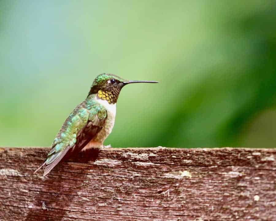 Get to know the most common hummingbirds in North America to better spot which species make a pitstop in your yard! #hummingbirds #hummingbirdfacts #hummingbirdspecies #birdwatching 