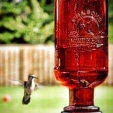 The Best Homemade Hummingbird Food Recipe Bless This Mess
