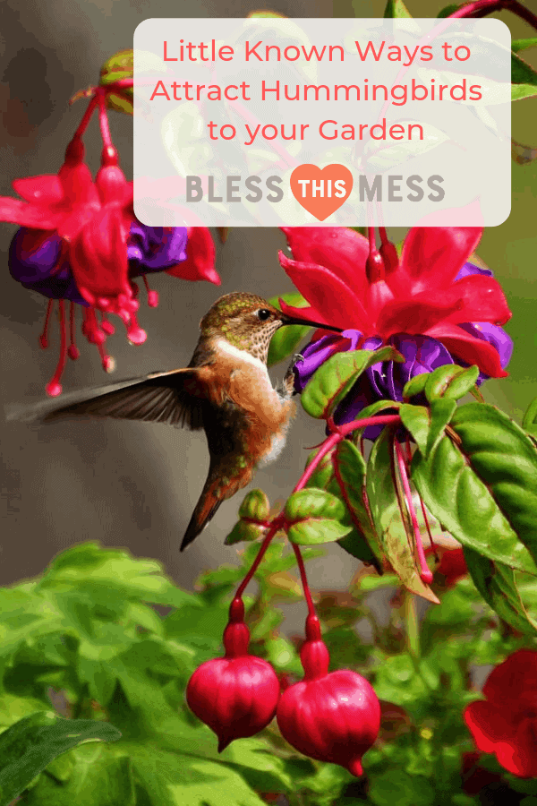 Get to know a few of my favorite tips and tricks for how to attract hummingbirds to your garden this summer.