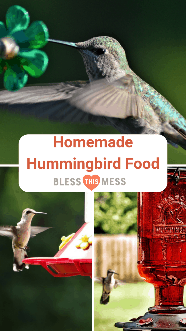 The Best Homemade Hummingbird Food Recipe Bless This Mess