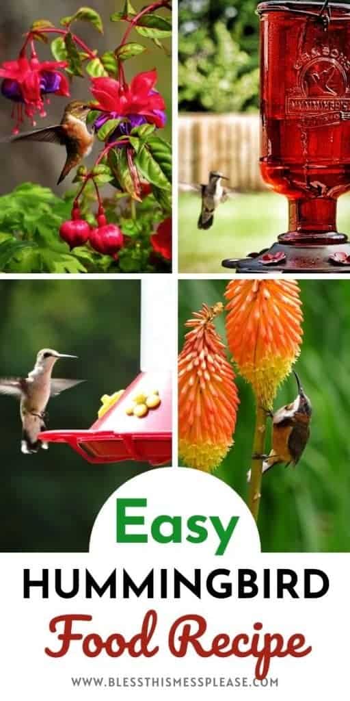 pin of humming bird food with text