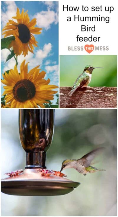 The Best Ways to Set Up a Hummingbird Feeder — Bless this Mess