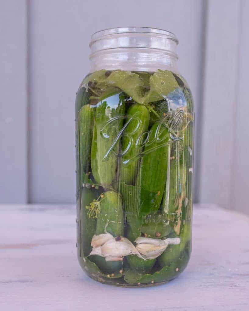 pickles packed in brine in clear glass jar for an easy fermented pickles recipe.