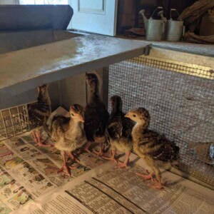picture of chicks