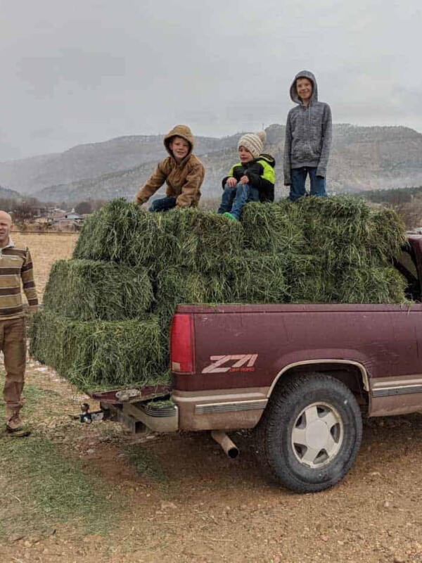 hay on the back of the truck