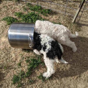 two puppies with their heads in a large pot
