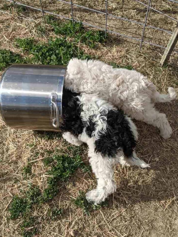 two puppies with their heads in a large pot