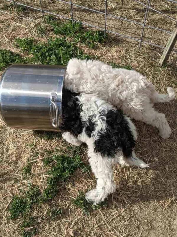 two puppies with their heads in a large pot