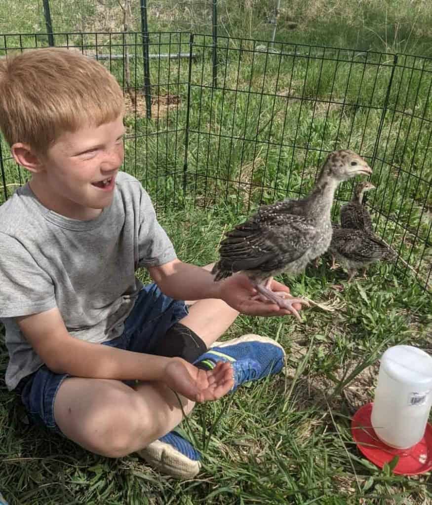 farm and garden life with chicks