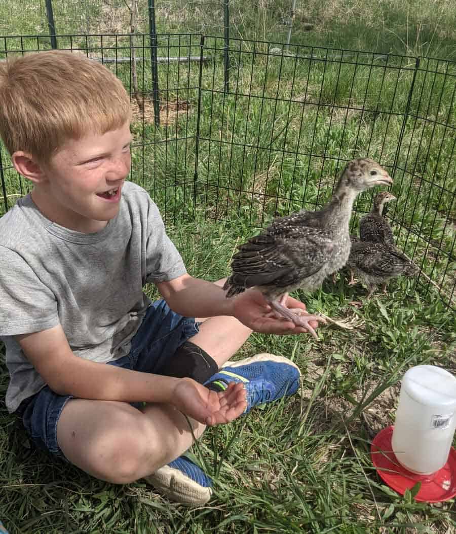 farm and garden life with chicks.